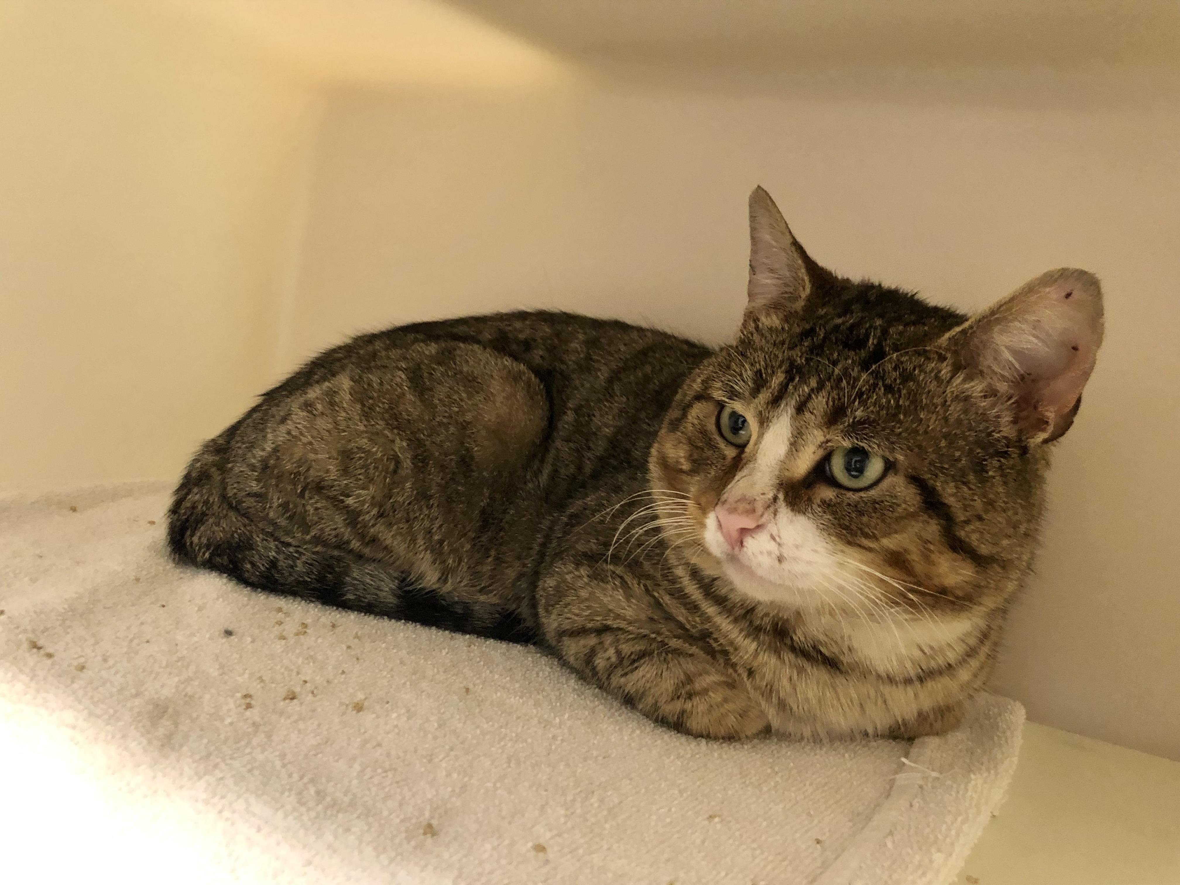 Enlarge Miso, a hold Domestic Short Hair in Salisbury, MA image 1/4