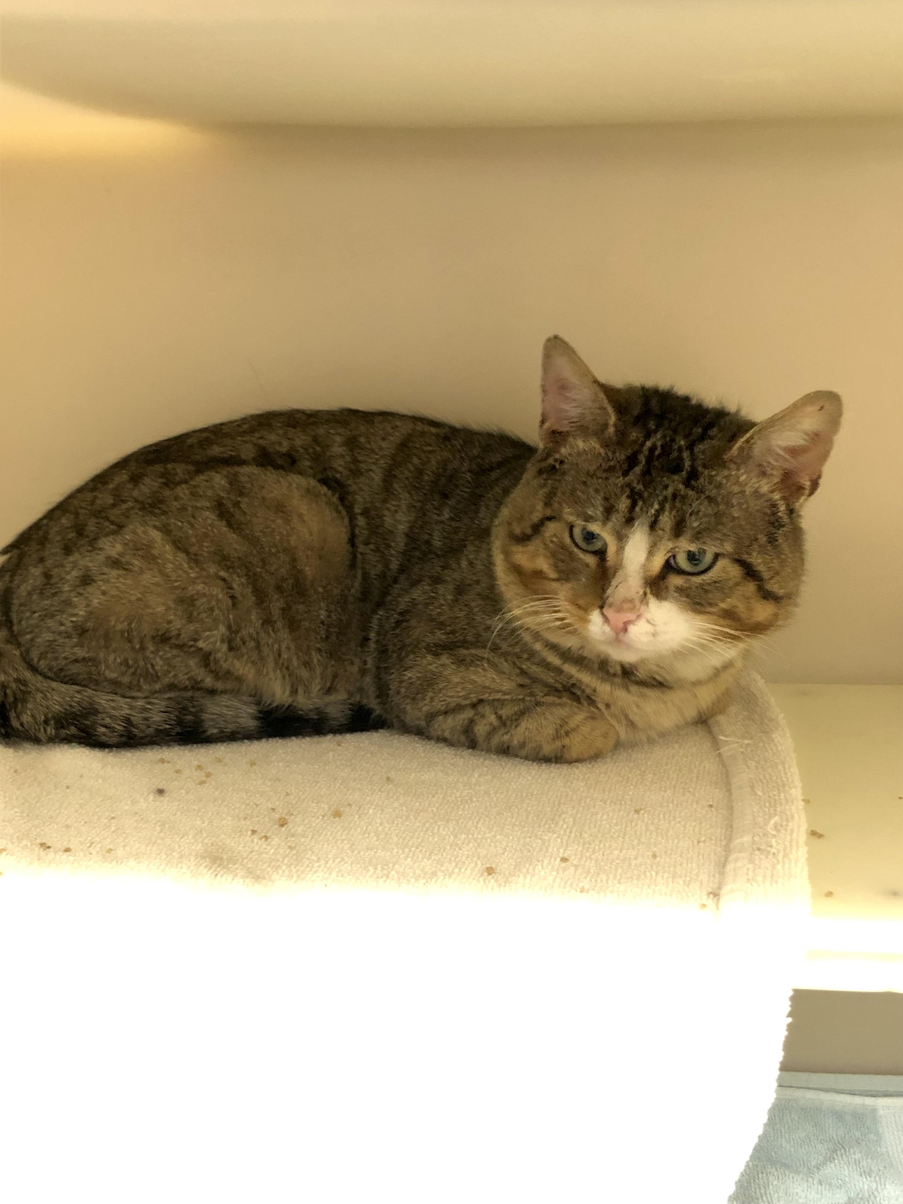 Enlarge Miso, a hold Domestic Short Hair in Salisbury, MA image 2/4