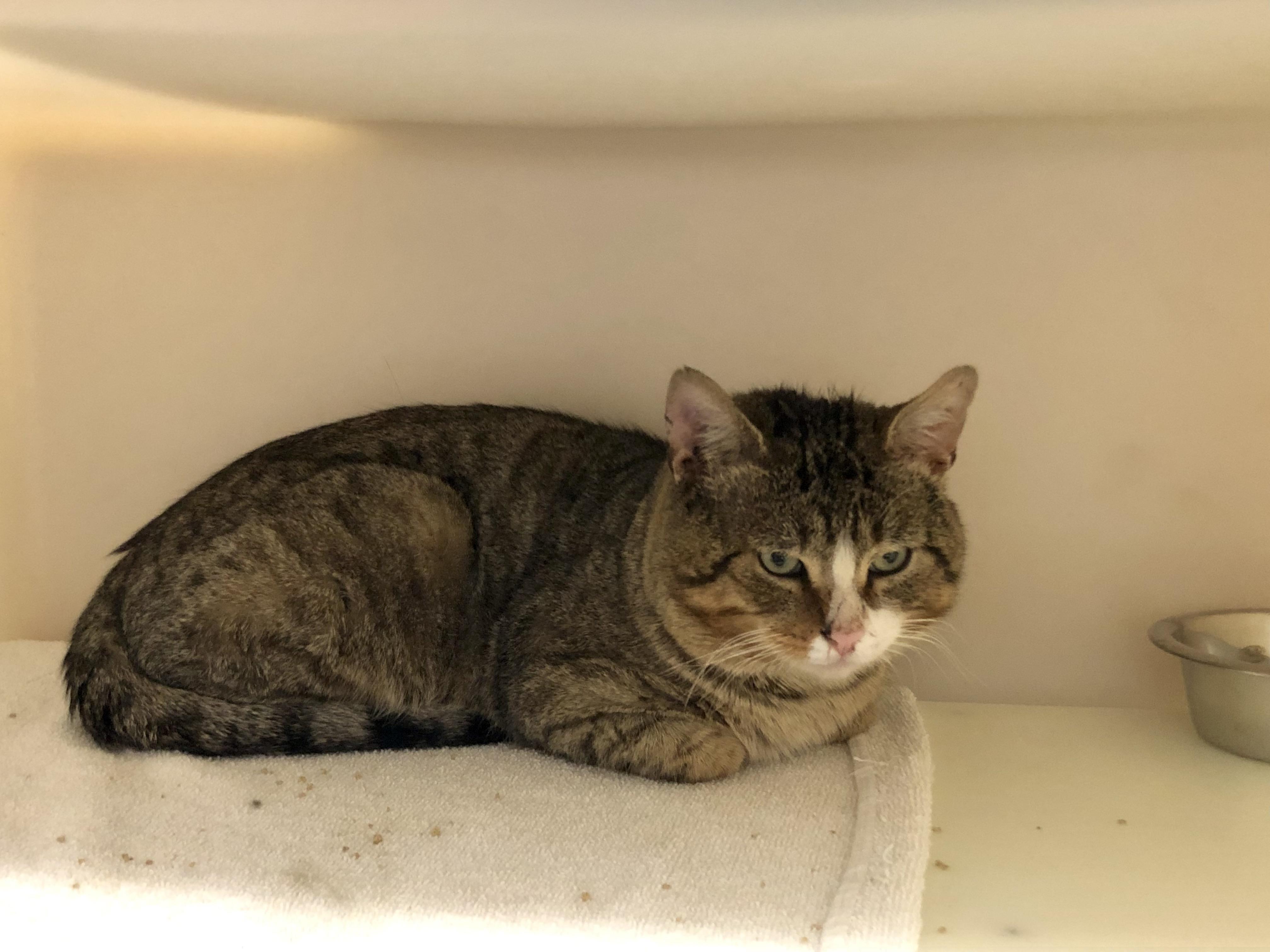 Enlarge Miso, a hold Domestic Short Hair in Salisbury, MA image 3/4