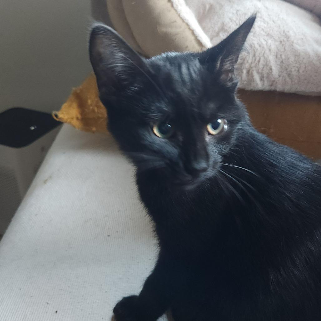 Enlarge Cinder, a Adoptable Domestic Medium Hair in Stagecoach, NV image 1/6