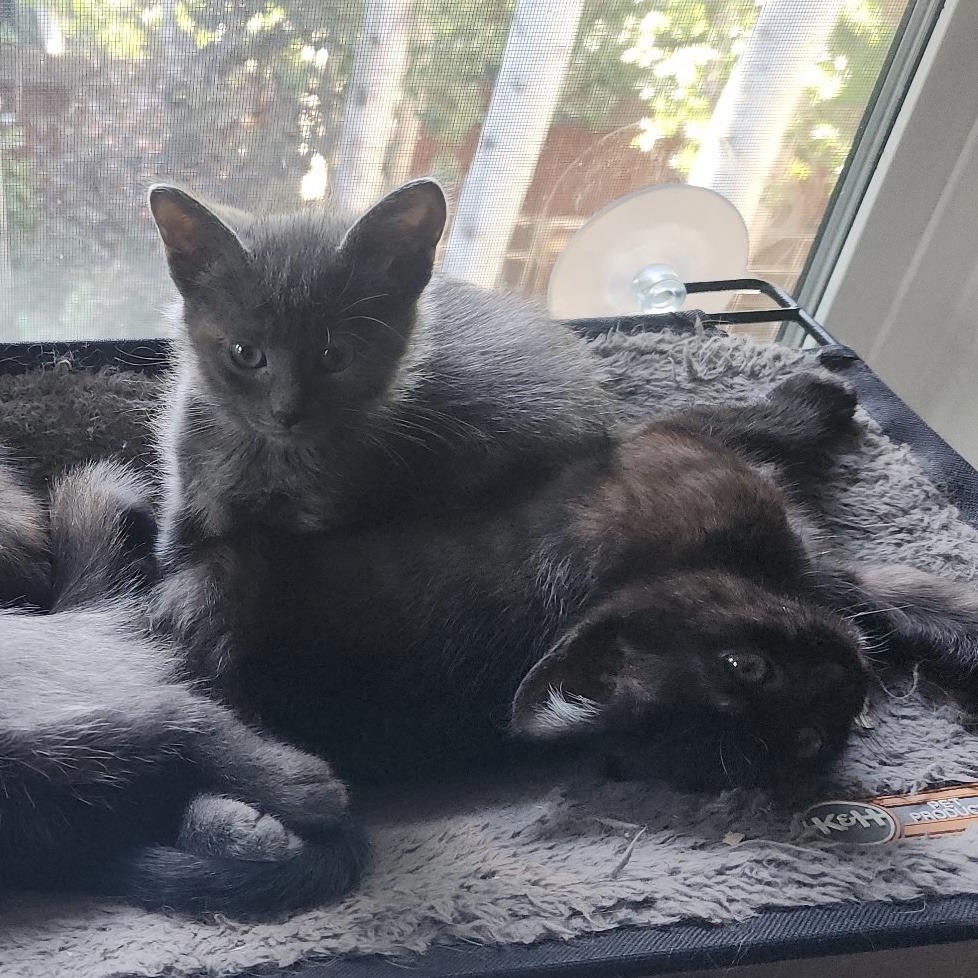 Enlarge Cinder, a Adoptable Domestic Medium Hair in Stagecoach, NV image 2/6