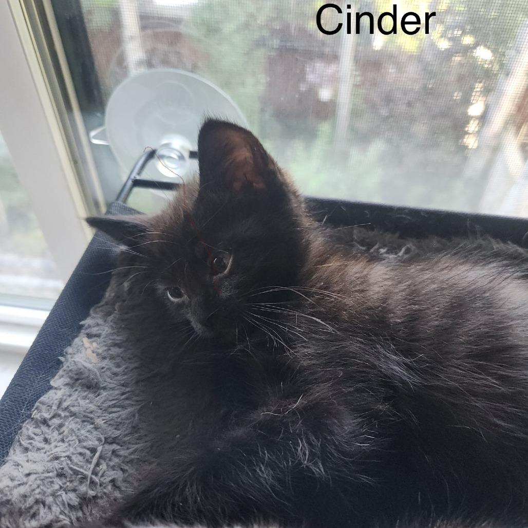 Enlarge Cinder, a Adoptable Domestic Medium Hair in Stagecoach, NV image 3/6