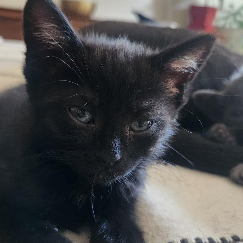 Enlarge Cinder, a Adoptable Domestic Medium Hair in Stagecoach, NV image 4/6
