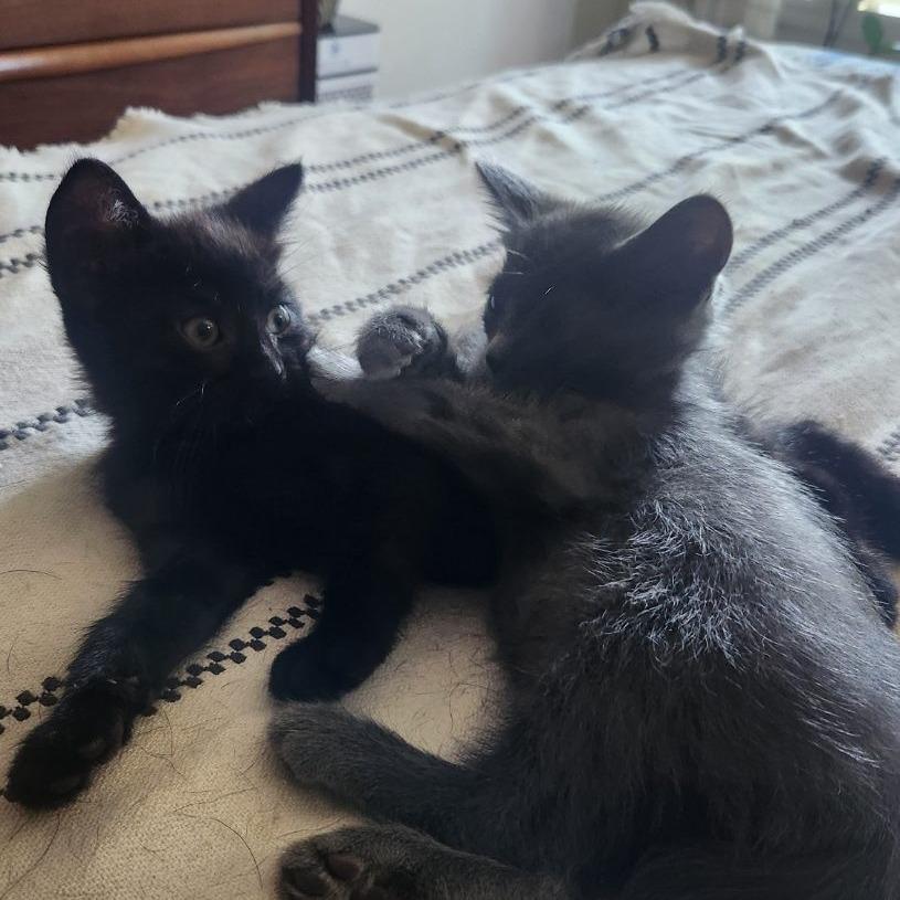 Enlarge Cinder, a Adoptable Domestic Medium Hair in Stagecoach, NV image 5/6