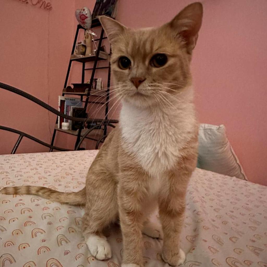 Penny, Adoptable, Senior Female American Shorthair.