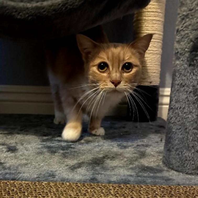 Enlarge Penny, a Adoptable American Shorthair in Temecula, CA image 2/6