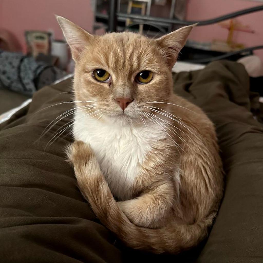 Enlarge Penny, a Adoptable American Shorthair in Temecula, CA image 3/6