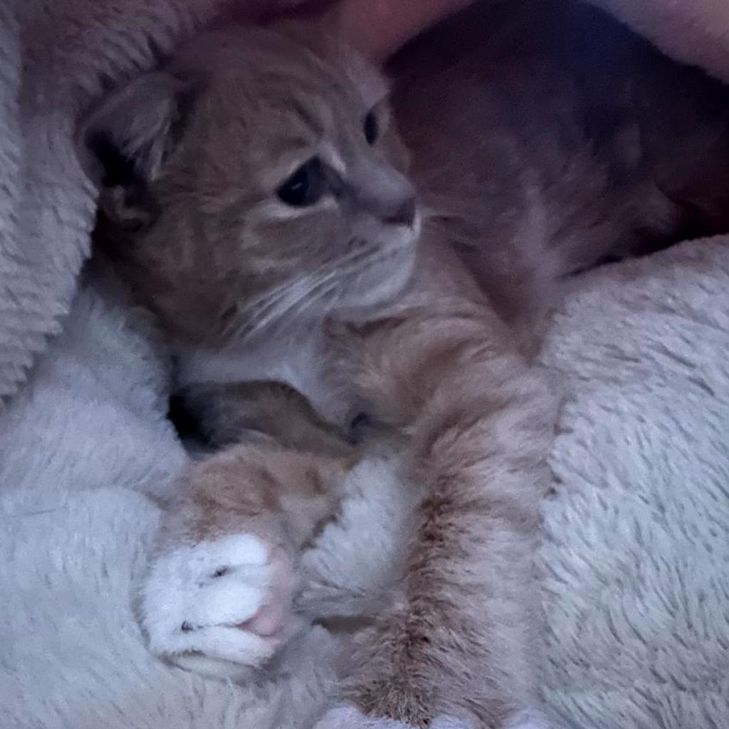 Enlarge Penny, a Adoptable American Shorthair in Temecula, CA image 4/6