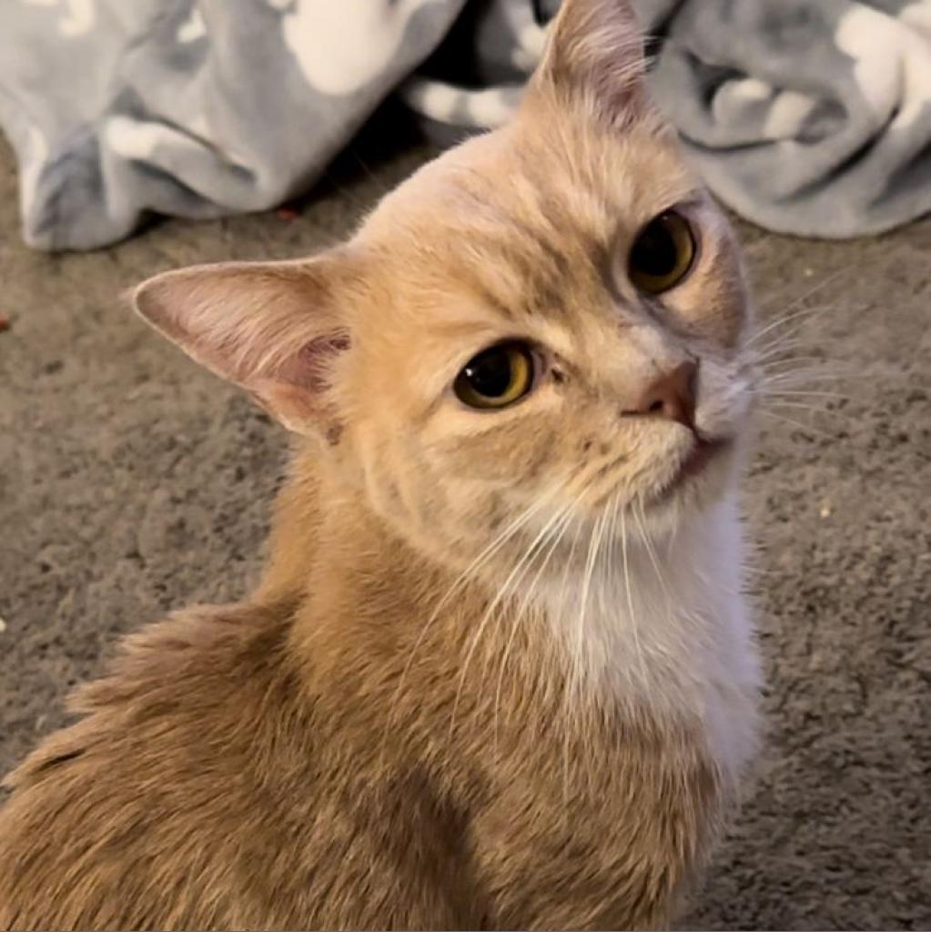 Enlarge Penny, a Adoptable American Shorthair in Temecula, CA image 5/6