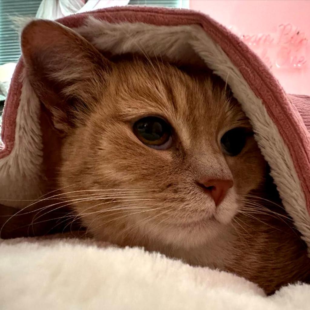 Enlarge Penny, a Adoptable American Shorthair in Temecula, CA image 6/6