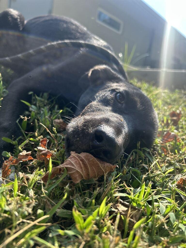 COTTON, Adoptable, Puppy Female Pit Bull Terrier.