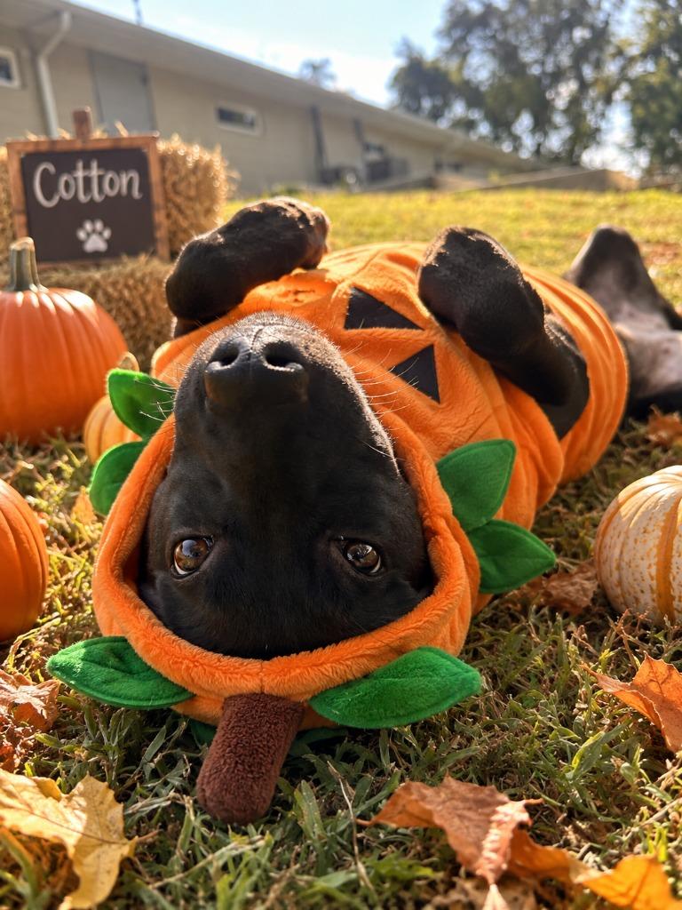 Enlarge COTTON, a Adoptable Pit Bull Terrier in Athens, AL image 3/5