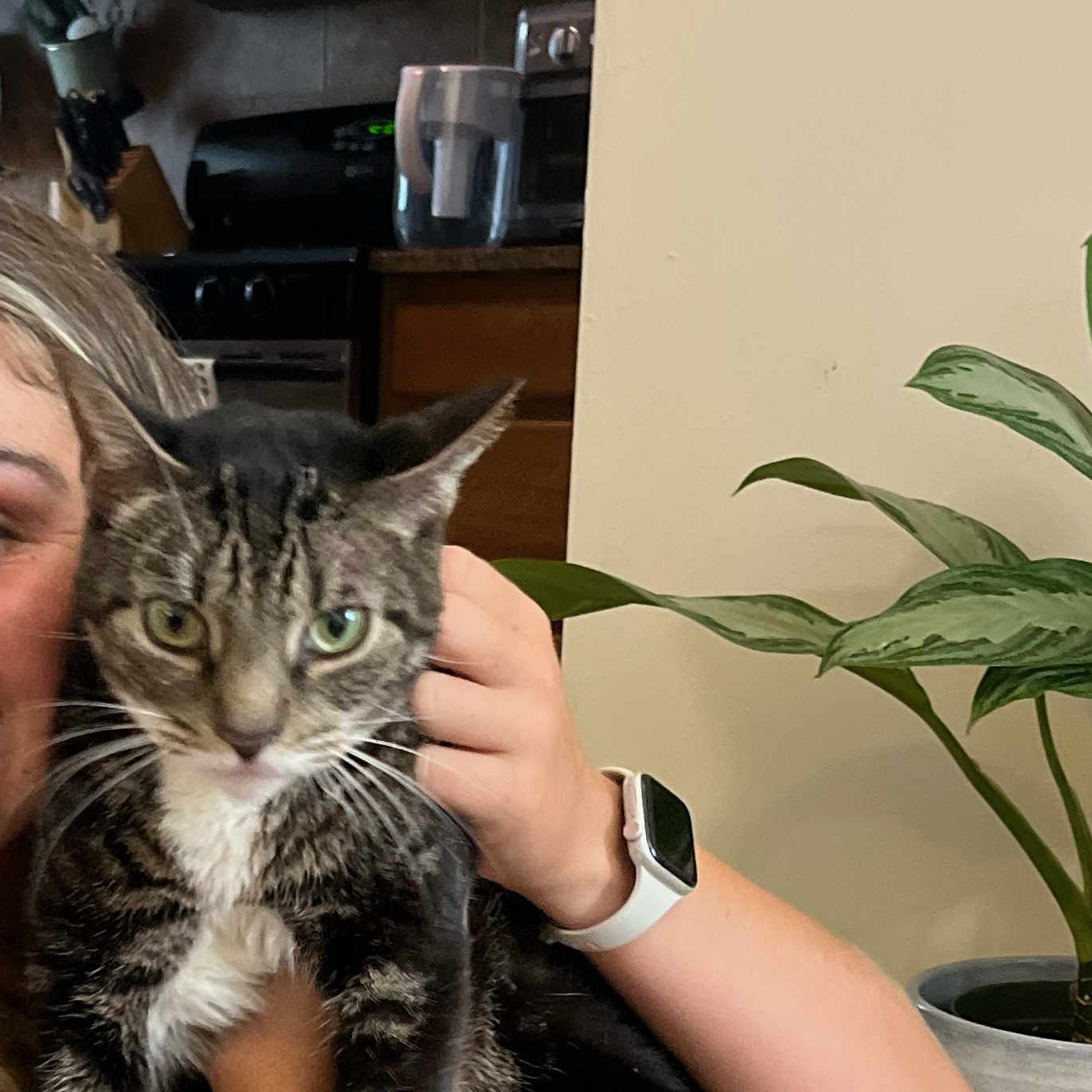 Bailey, a Adoptable Tabby in Astoria, NY image 2/6