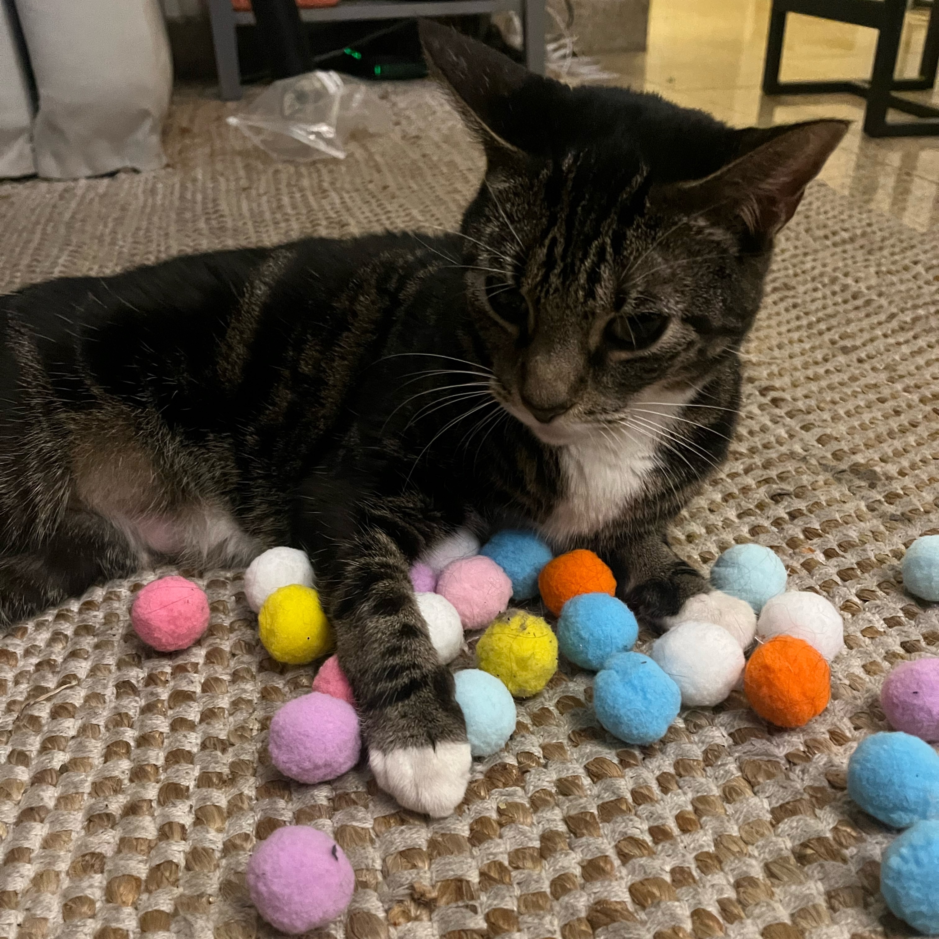 Bailey, a Adoptable Tabby in Astoria, NY image 6/6