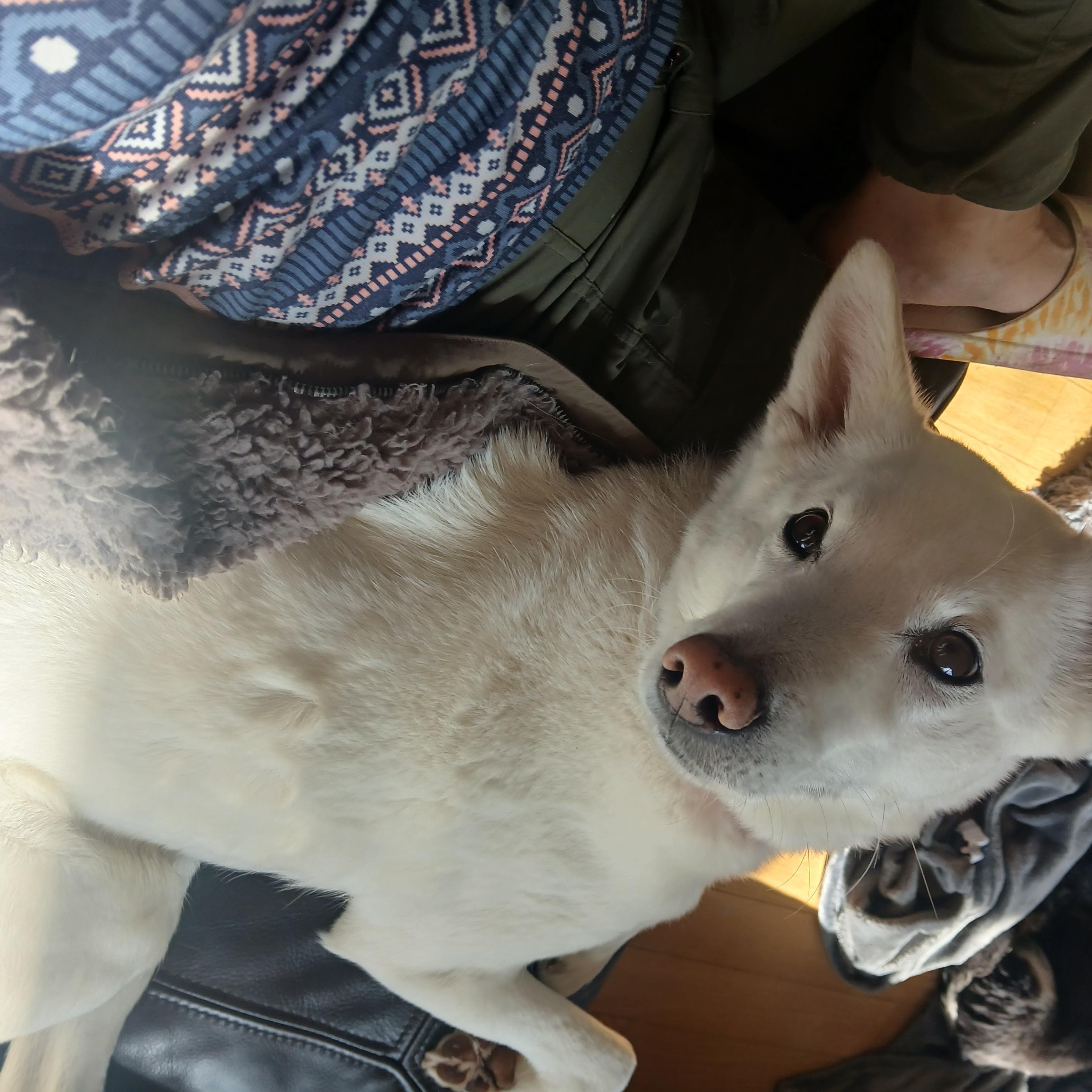 Iru, Adoptable, Adult Male Jindo.