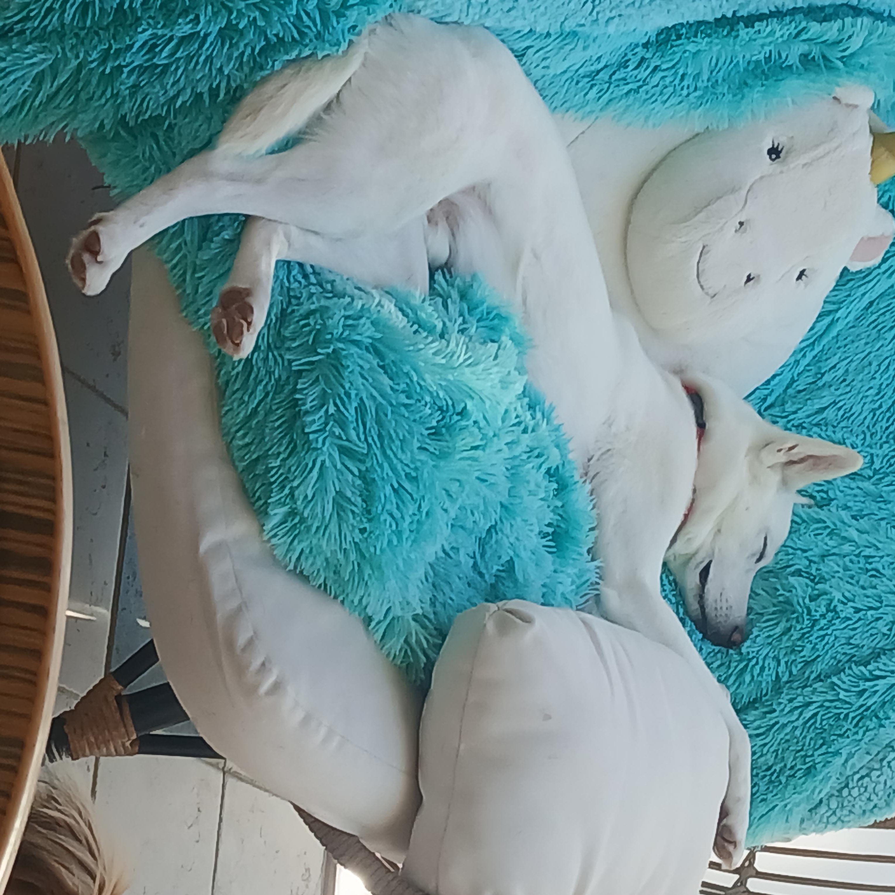 Enlarge Iru, a Adoptable mixed breed in Haymarket, VA image 6/6