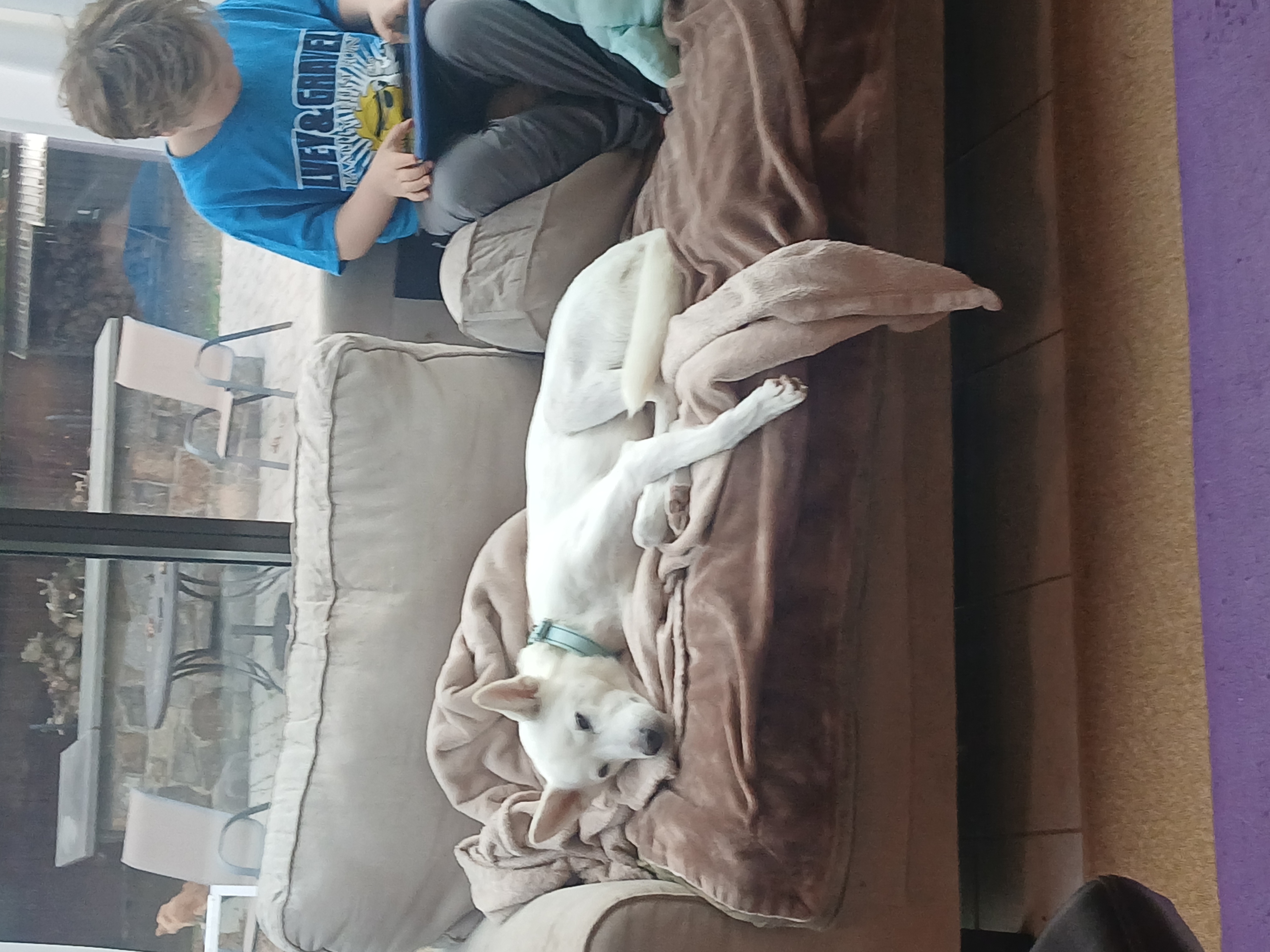 Enlarge Iru, a Adoptable mixed breed in Haymarket, VA image 5/6