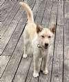 Enlarge Sully, a ADOPTABLE mixed breed in Sudbury, MA image 2/2