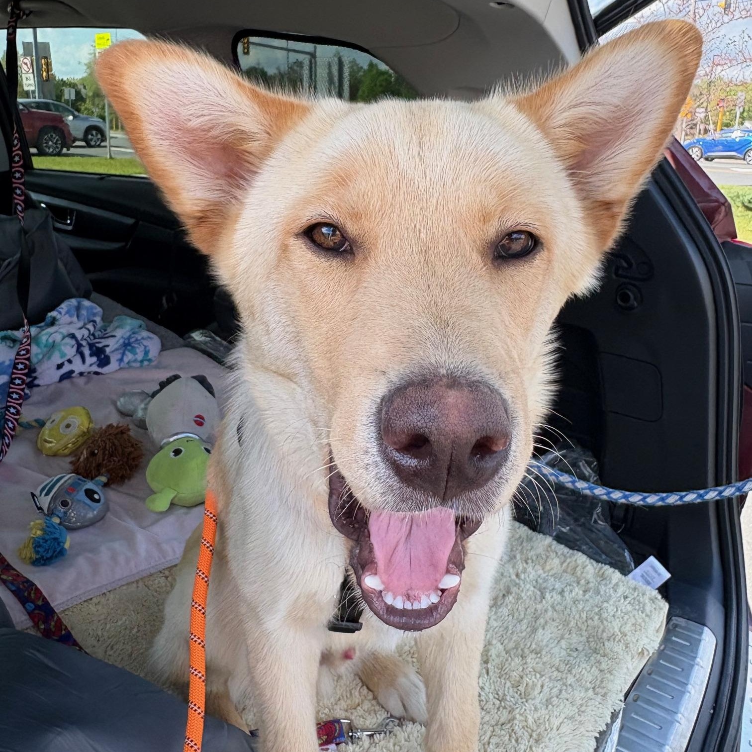 Sully, ADOPTABLE, Puppy Male Husky & Labrador Retriever.