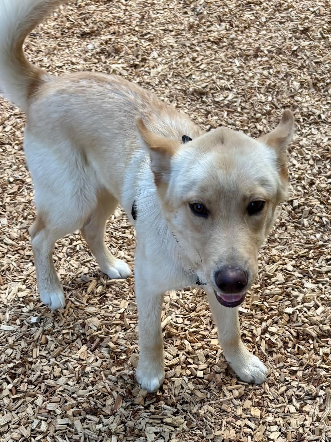 Sully, an adopted mixed breed in Sudbury, MA image 5/6