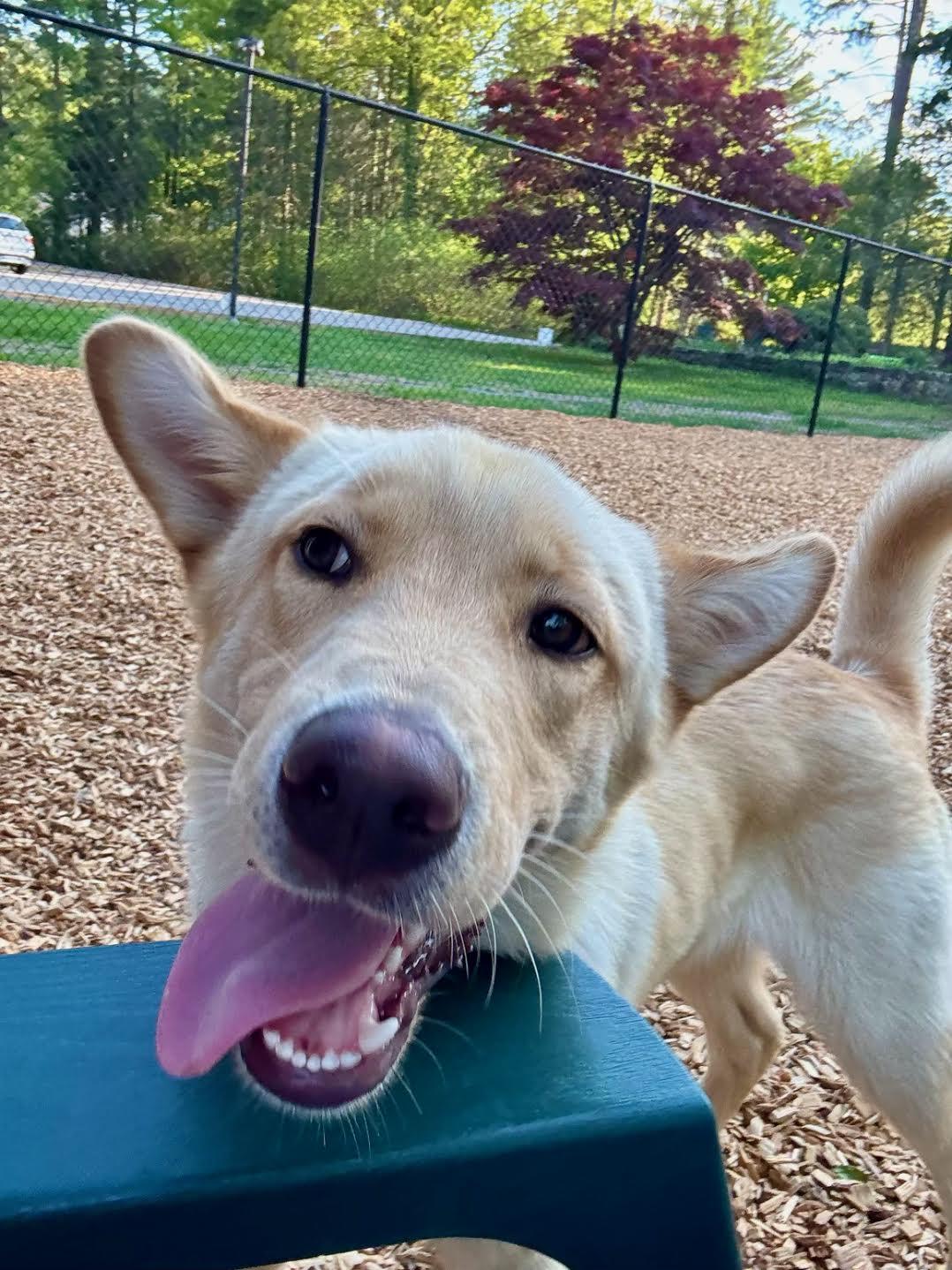 Sully, an adopted mixed breed in Sudbury, MA image 2/6