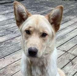 Enlarge Sully, a ADOPTABLE mixed breed in Sudbury, MA image 1/2
