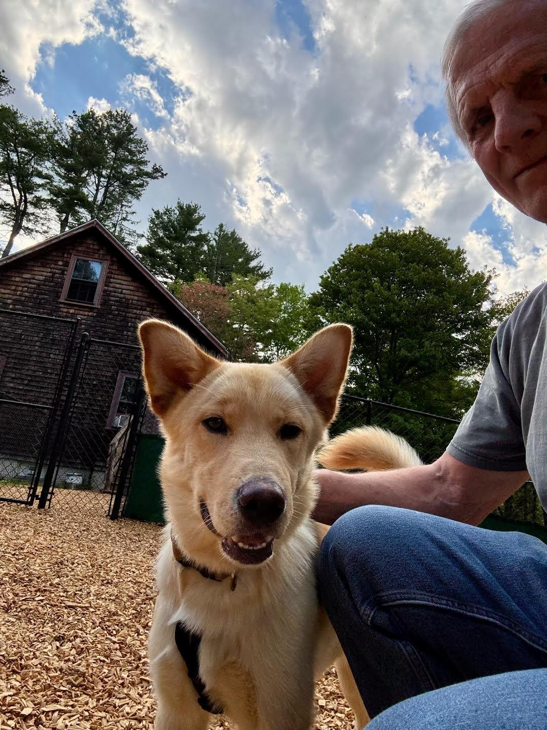 Sully, an adopted mixed breed in Sudbury, MA image 6/6