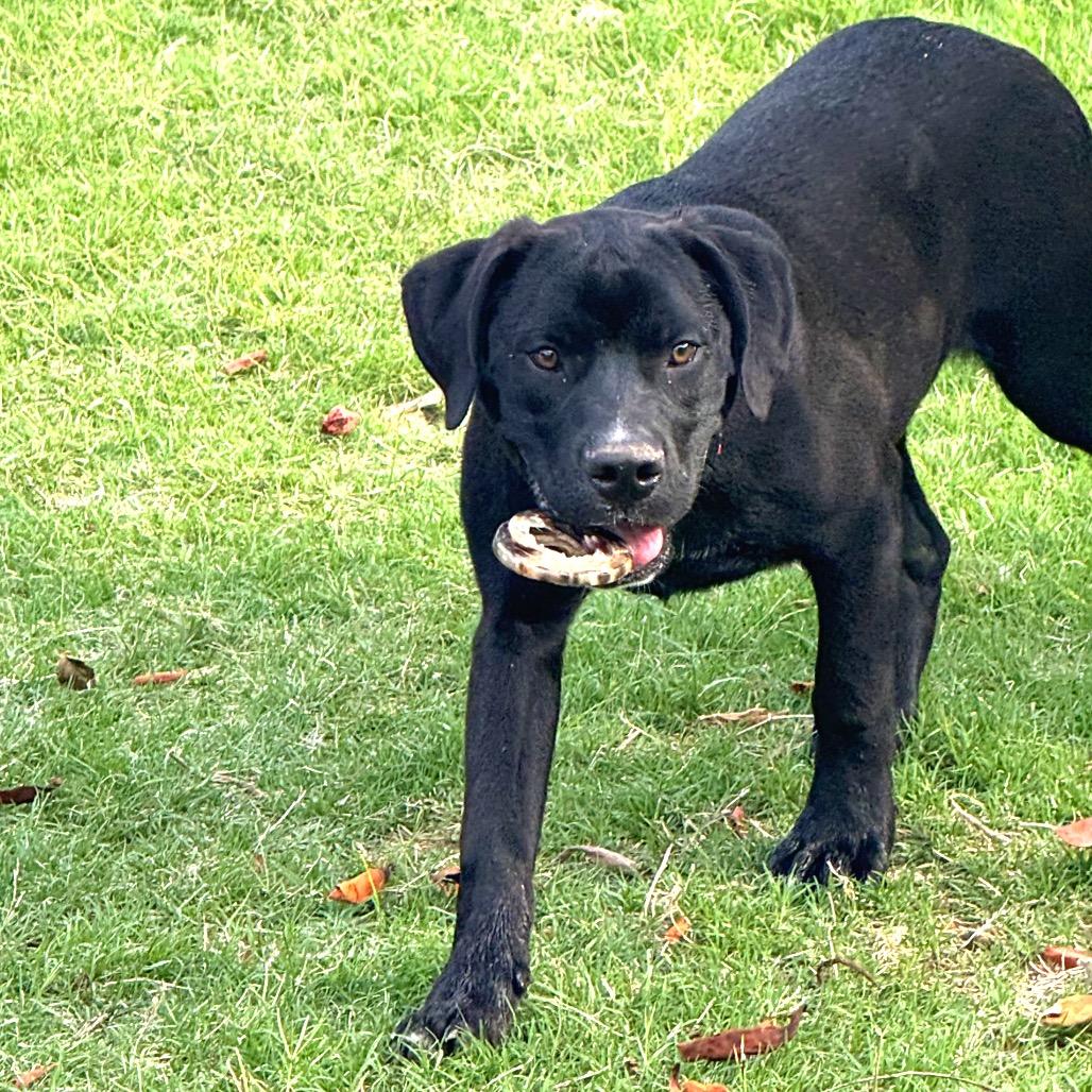 Enlarge Patrick, a Adoptable mixed breed in Floresville, TX image 1/6