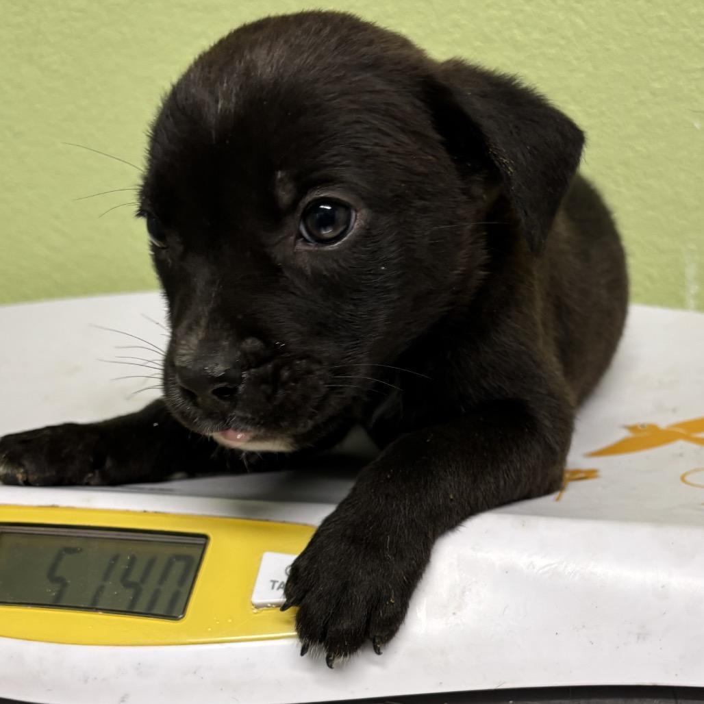 Patrick, Adoptable, Puppy Male Pit Bull Terrier & Mixed Breed.