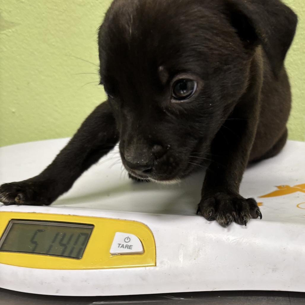 Enlarge Patrick, a Adoptable mixed breed in Floresville, TX image 2/6