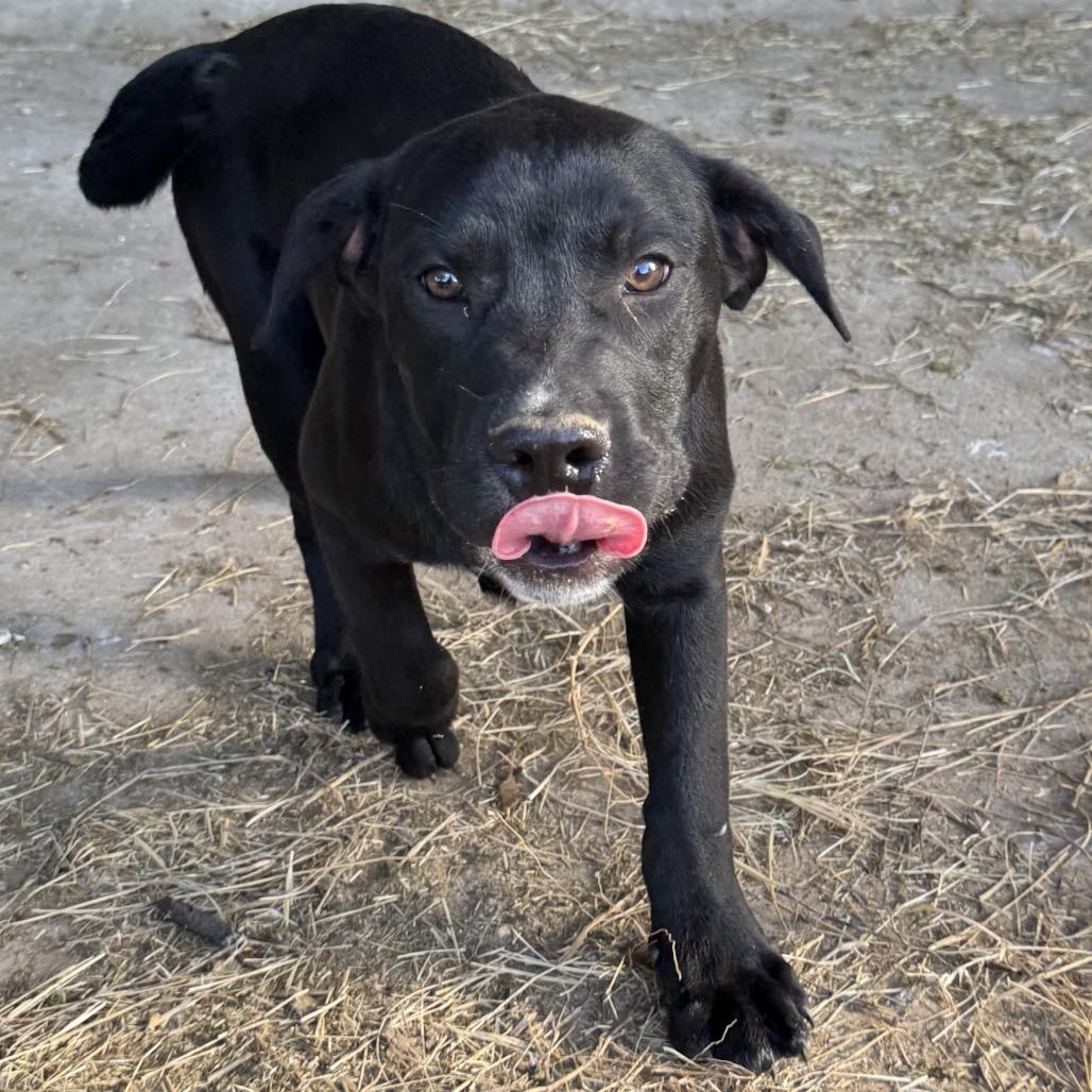 Enlarge Patrick, a Adoptable mixed breed in Floresville, TX image 3/6