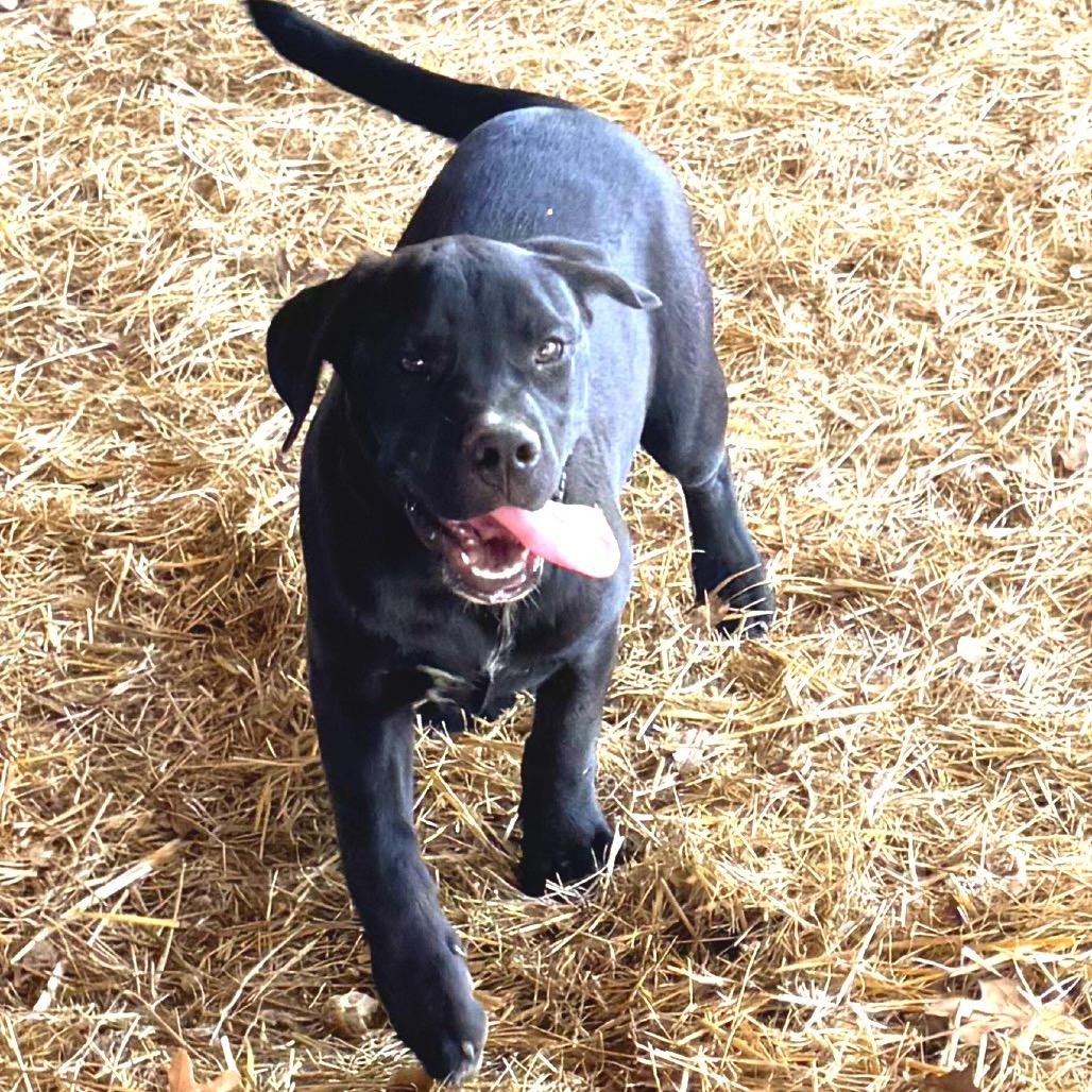 Enlarge Patrick, a Adoptable mixed breed in Floresville, TX image 4/6
