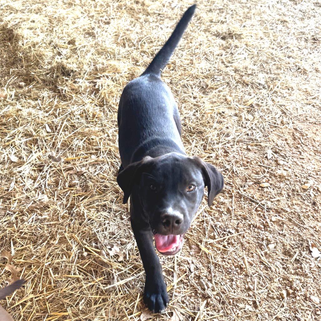 Enlarge Patrick, a Adoptable mixed breed in Floresville, TX image 5/6