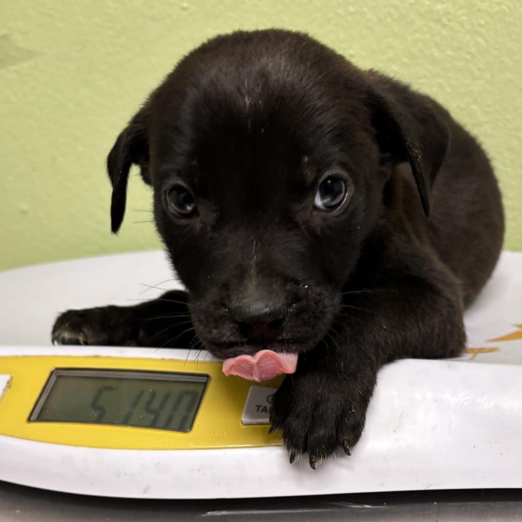 Enlarge Patrick, a Adoptable mixed breed in Floresville, TX image 6/6