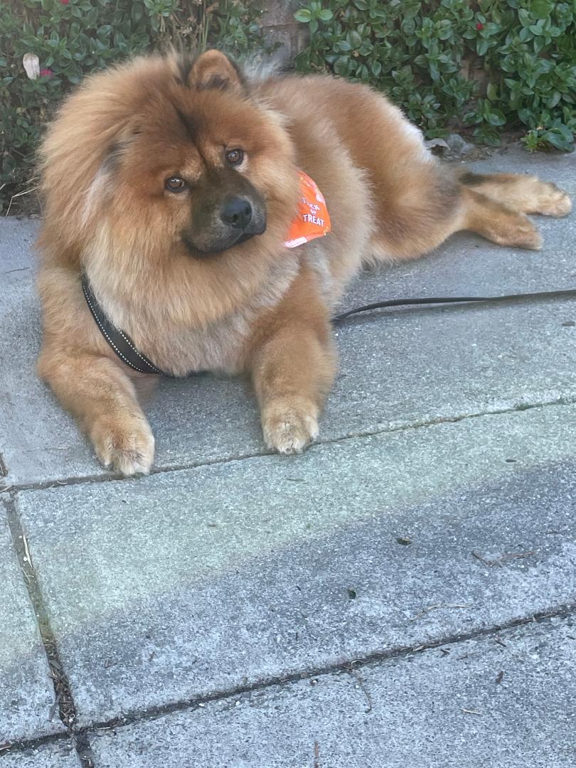 Rascal, Adoptable, Young Male Chow Chow.