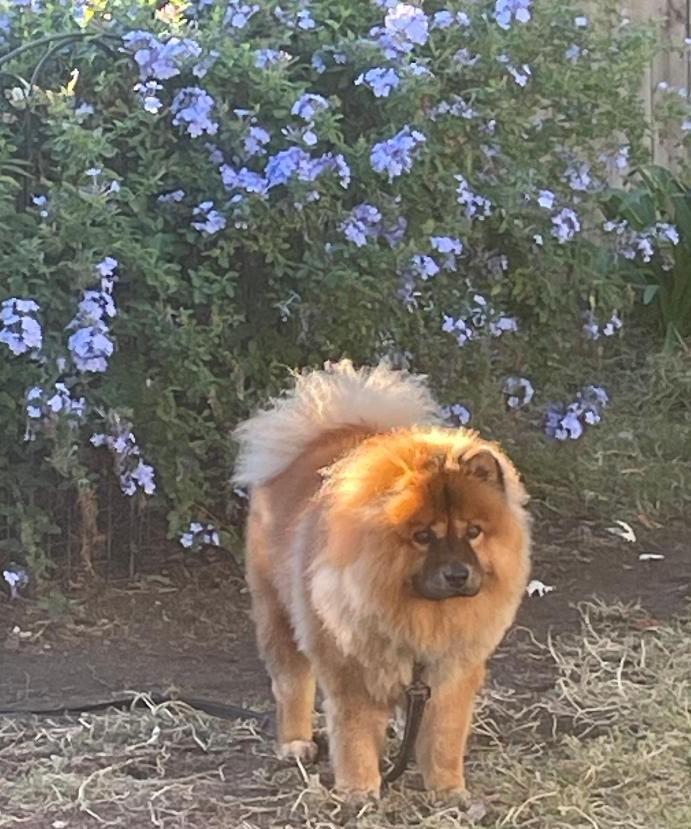 Rascal, a Adoptable mixed breed in Sacramento, CA image 3/6