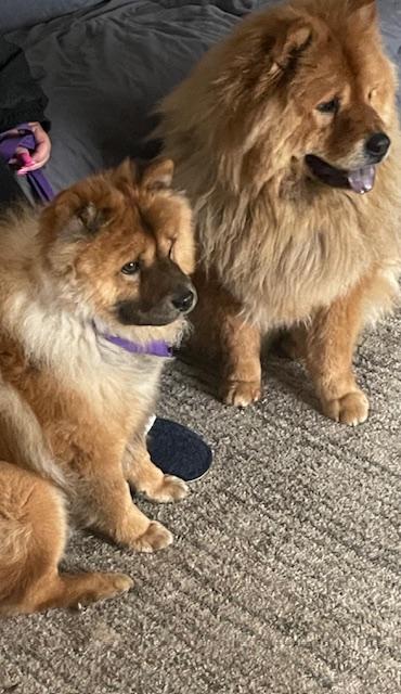 Rascal, a Adoptable mixed breed in Sacramento, CA image 6/6