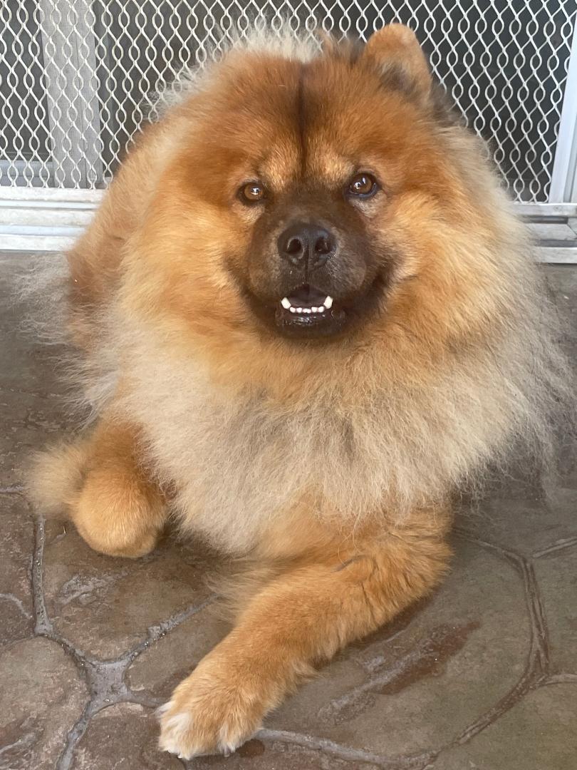 Rascal, a Adoptable mixed breed in Sacramento, CA image 4/6