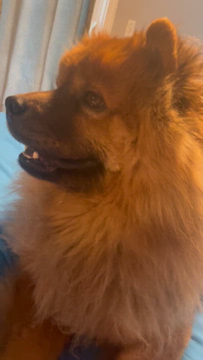 Enlarge Rascal, a Adoptable mixed breed in Sacramento, CA video 5/6