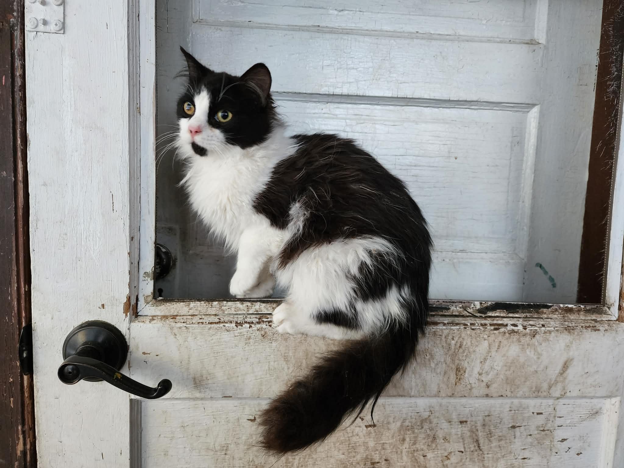 Enlarge Sir Robin the Brave, a ADOPTABLE Domestic Medium Hair in Winnipeg, MB image 4/6