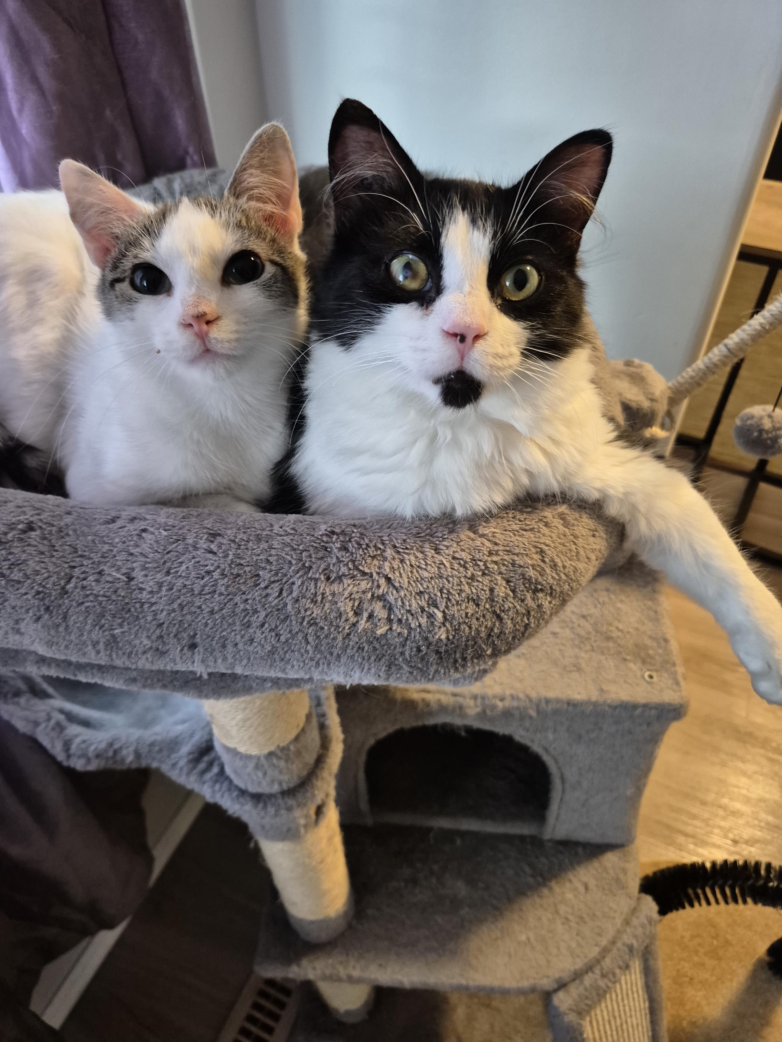 Sir Robin the Brave, a ADOPTABLE Domestic Medium Hair in Winnipeg, MB image 6/6