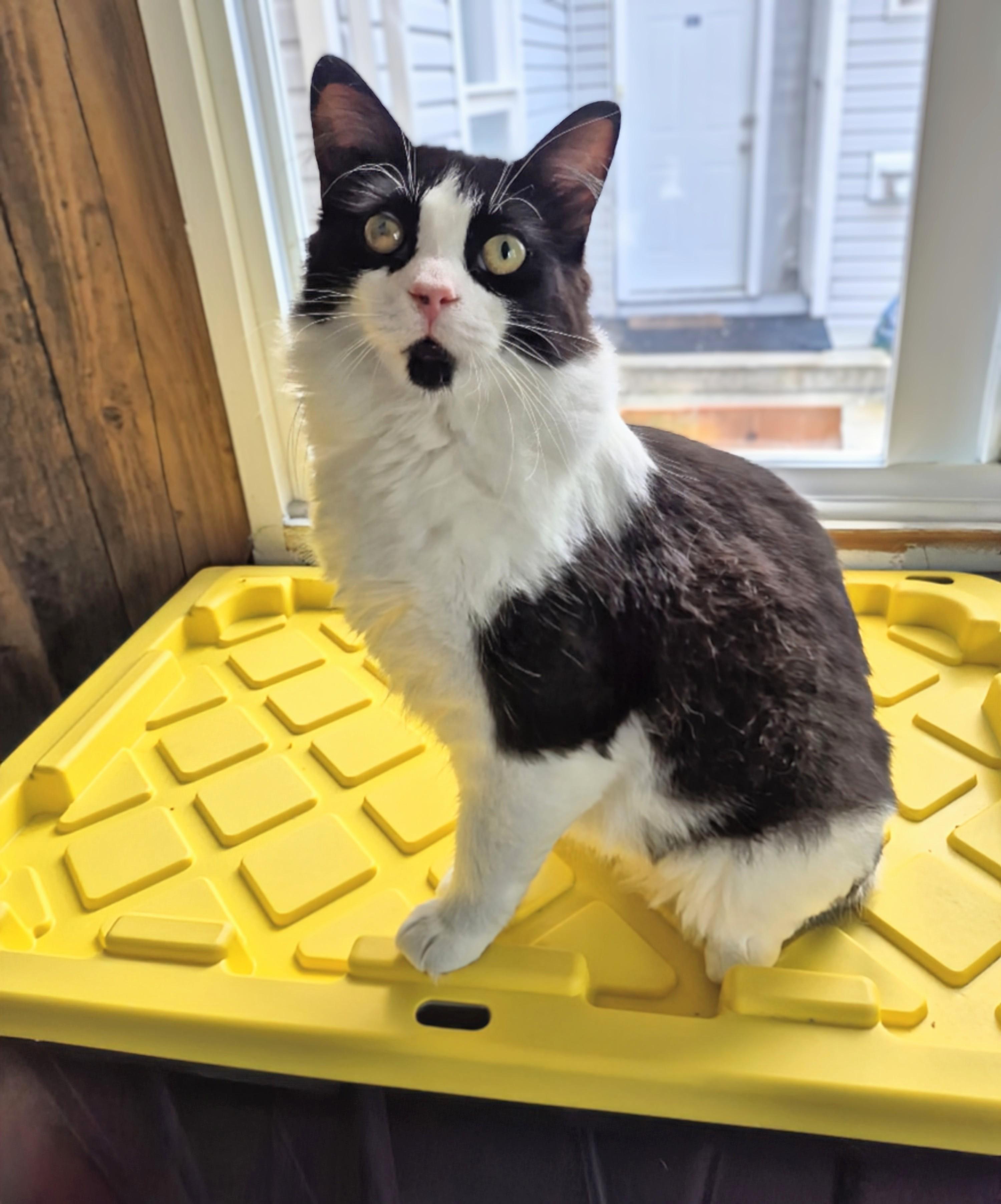 Sir Robin the Brave, ADOPTABLE, Young Male Domestic Medium Hair.