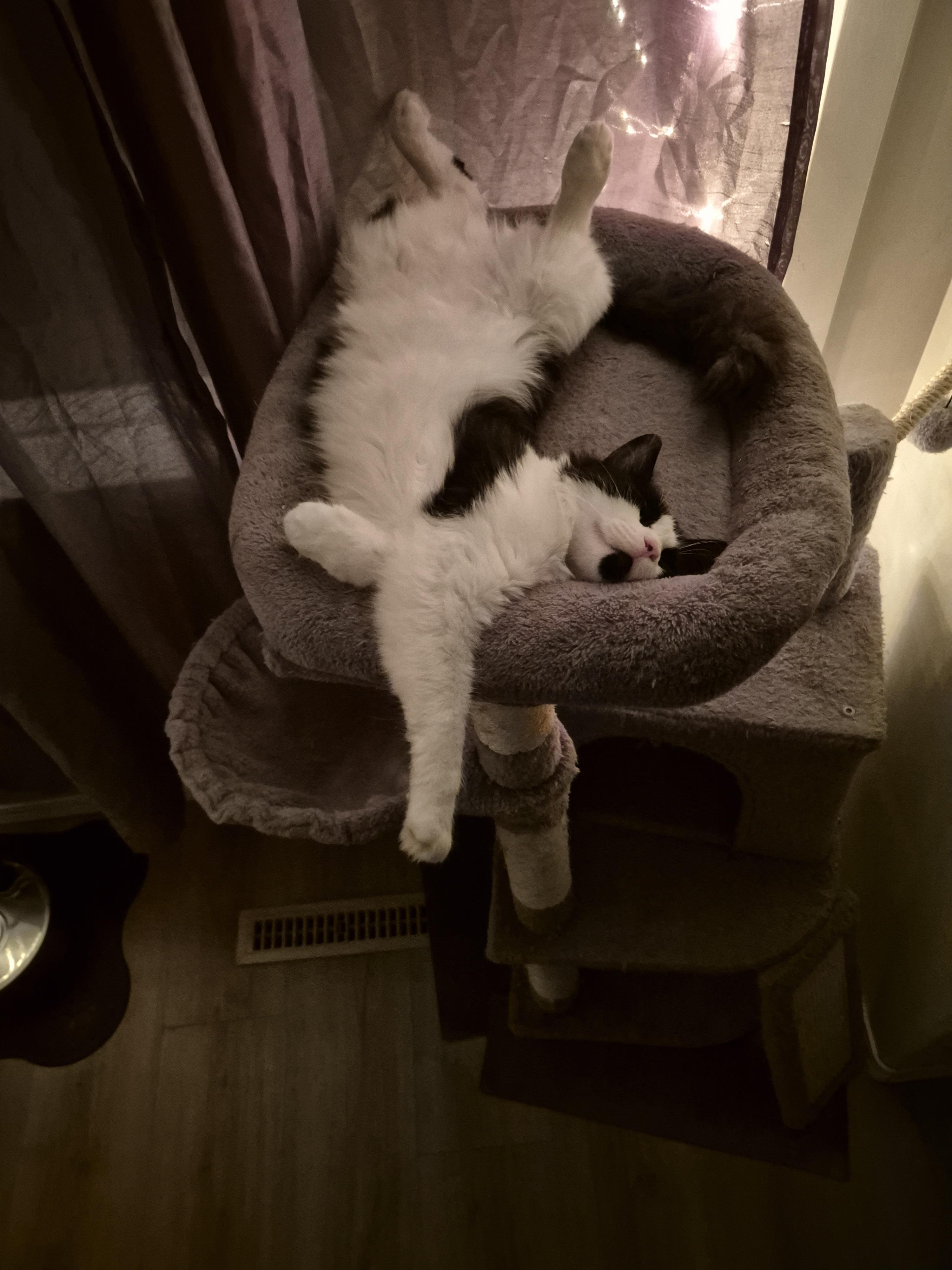 Enlarge Sir Robin the Brave, a ADOPTABLE Domestic Medium Hair in Winnipeg, MB image 6/6