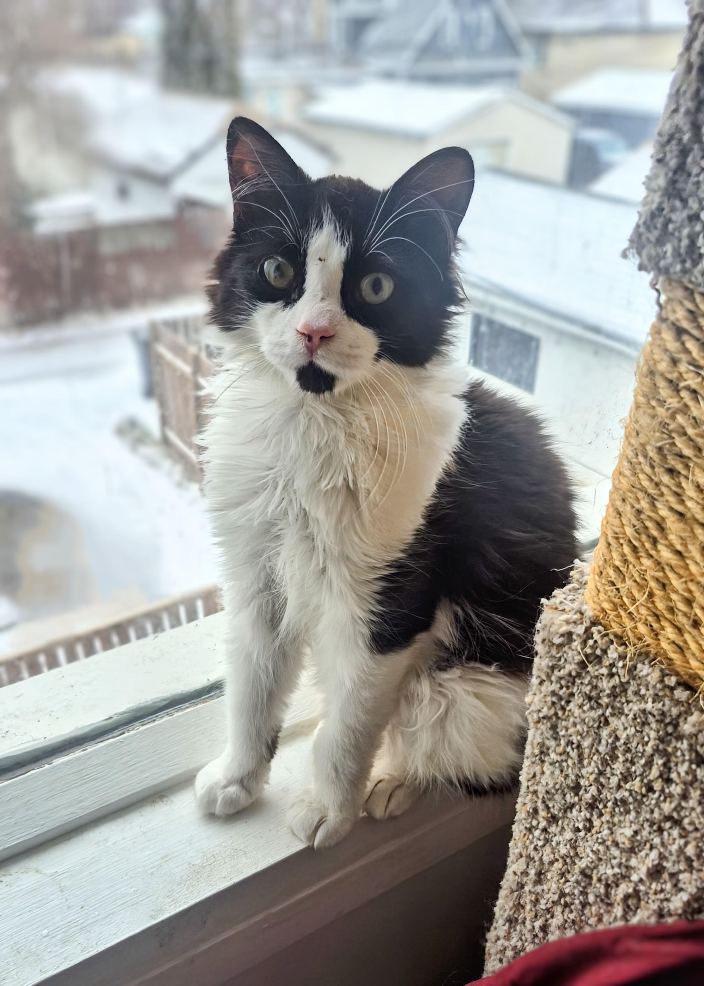 Enlarge Sir Robin the Brave, a ADOPTABLE Domestic Medium Hair in Winnipeg, MB image 2/6