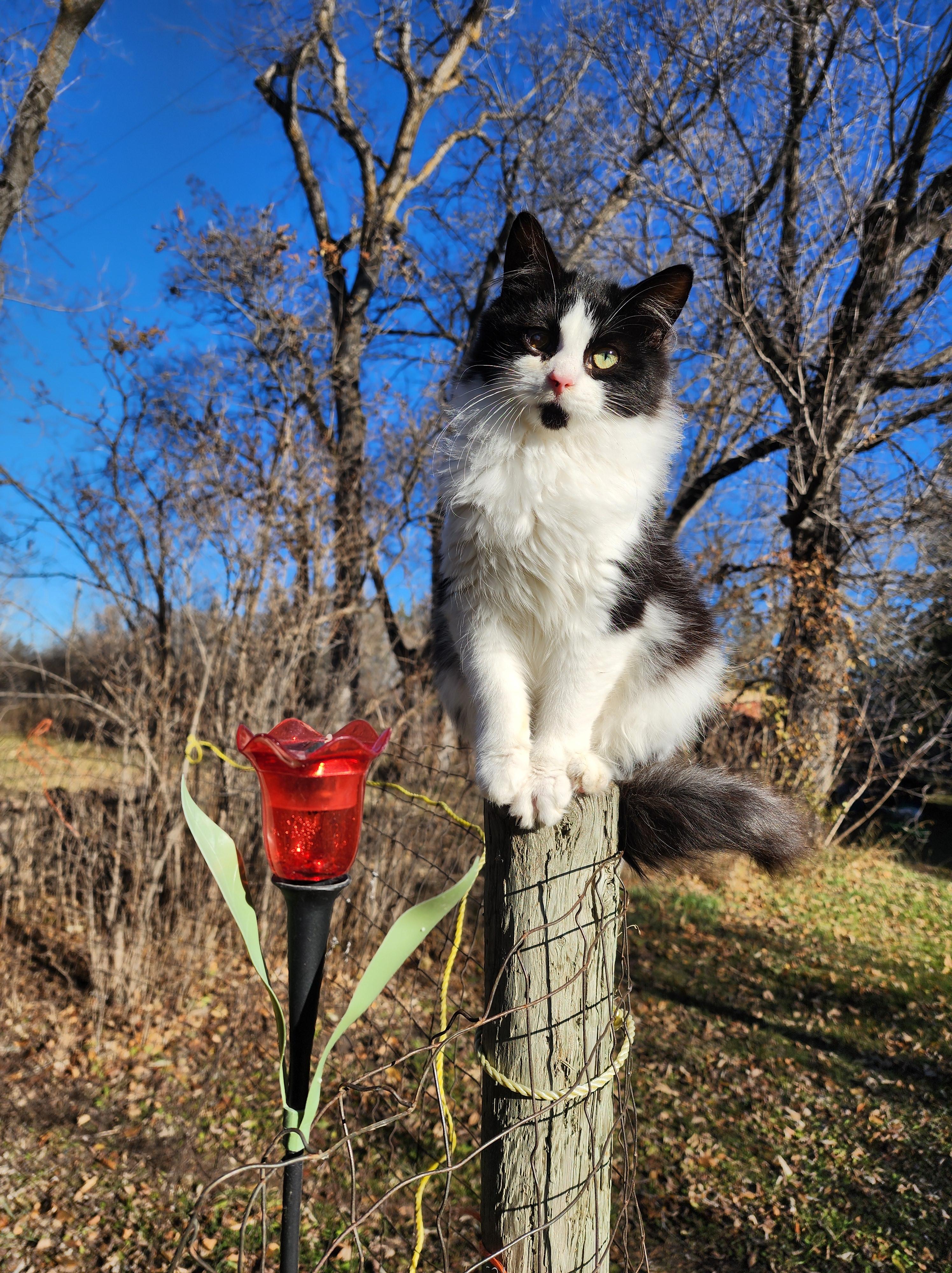Sir Robin the Brave, ADOPTABLE, Young Male Domestic Medium Hair.