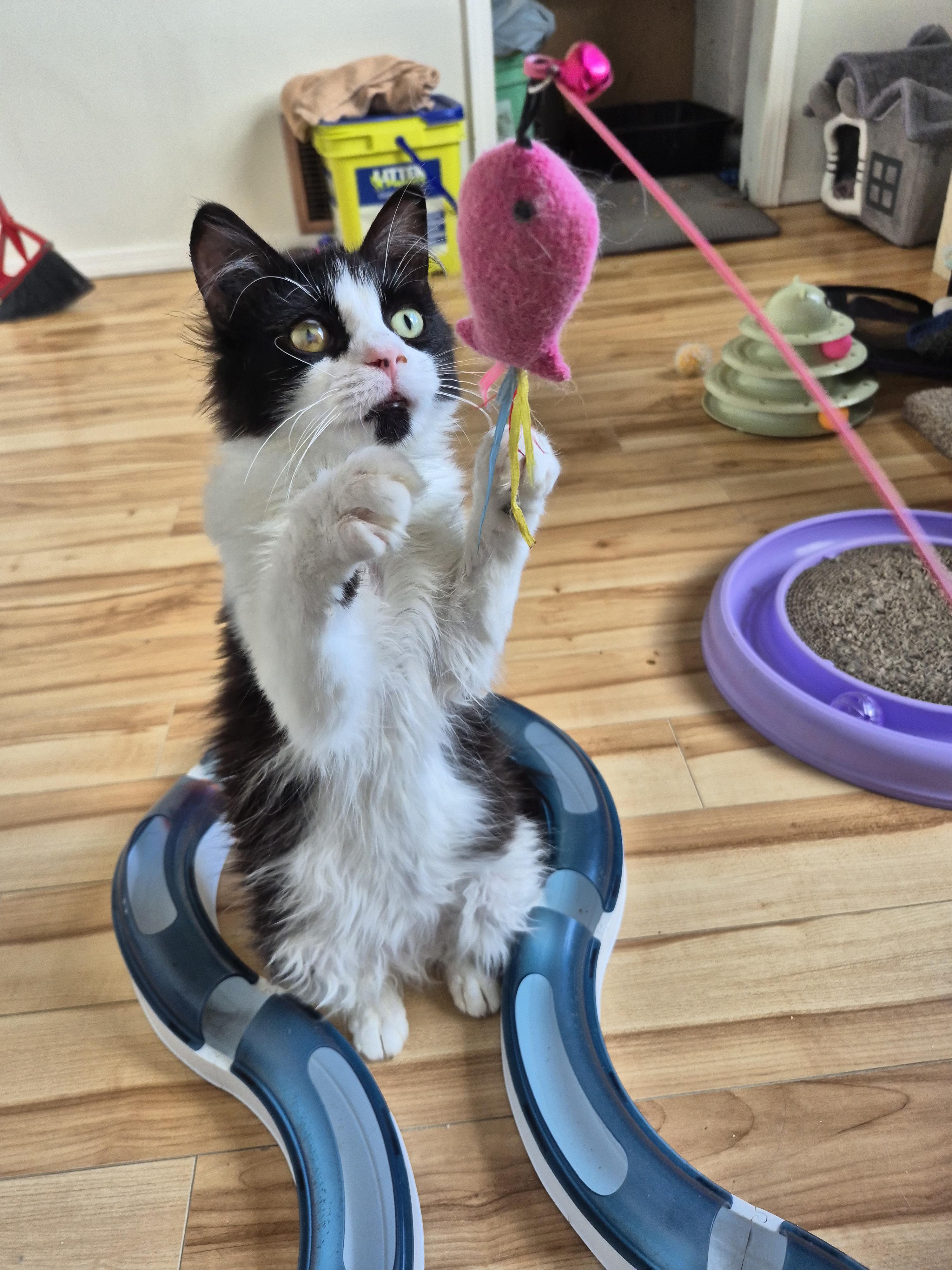 Enlarge Sir Robin the Brave, a ADOPTABLE Domestic Medium Hair in Winnipeg, MB image 3/6