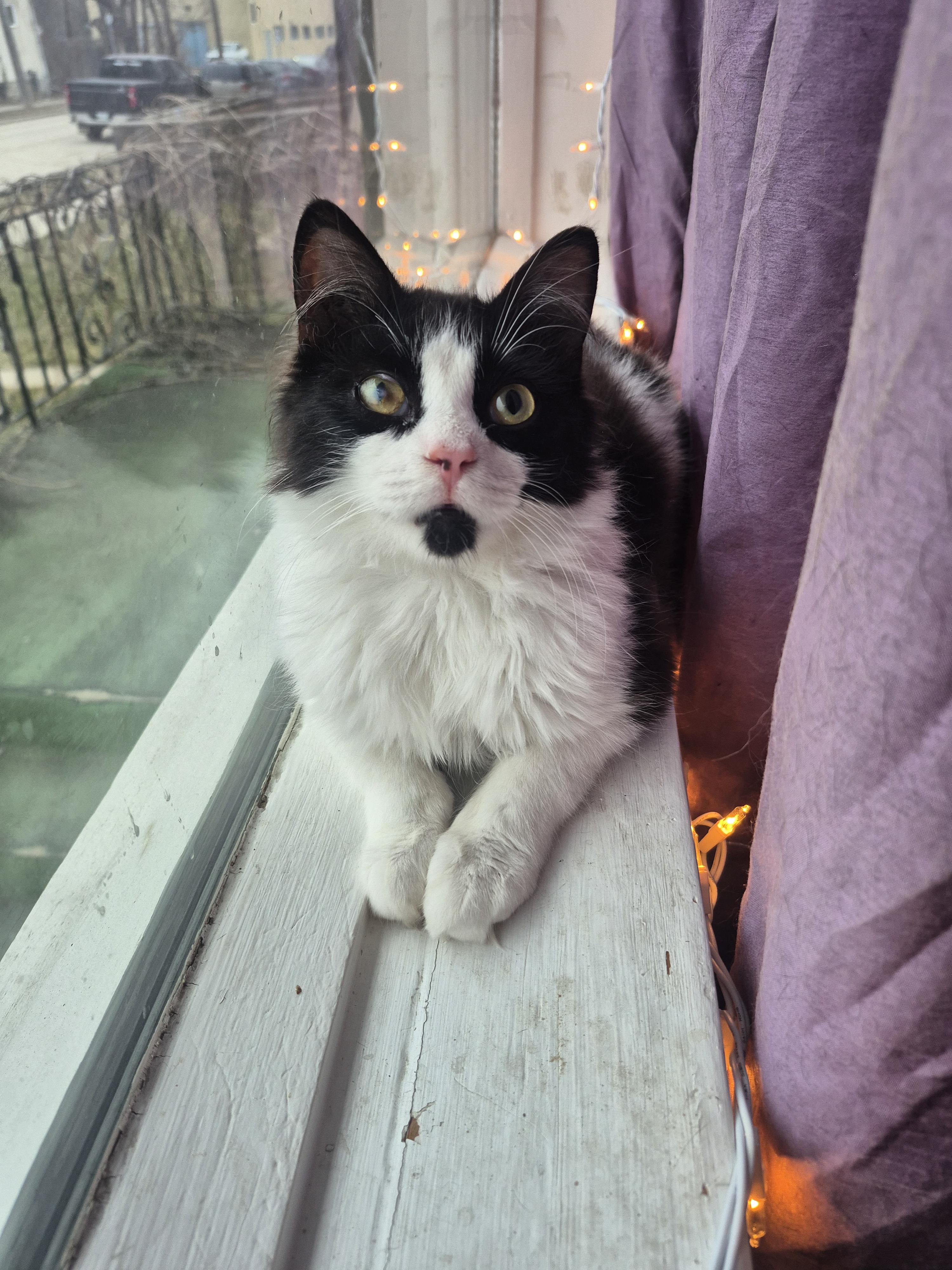 Enlarge Sir Robin the Brave, a ADOPTABLE Domestic Medium Hair in Winnipeg, MB image 5/6