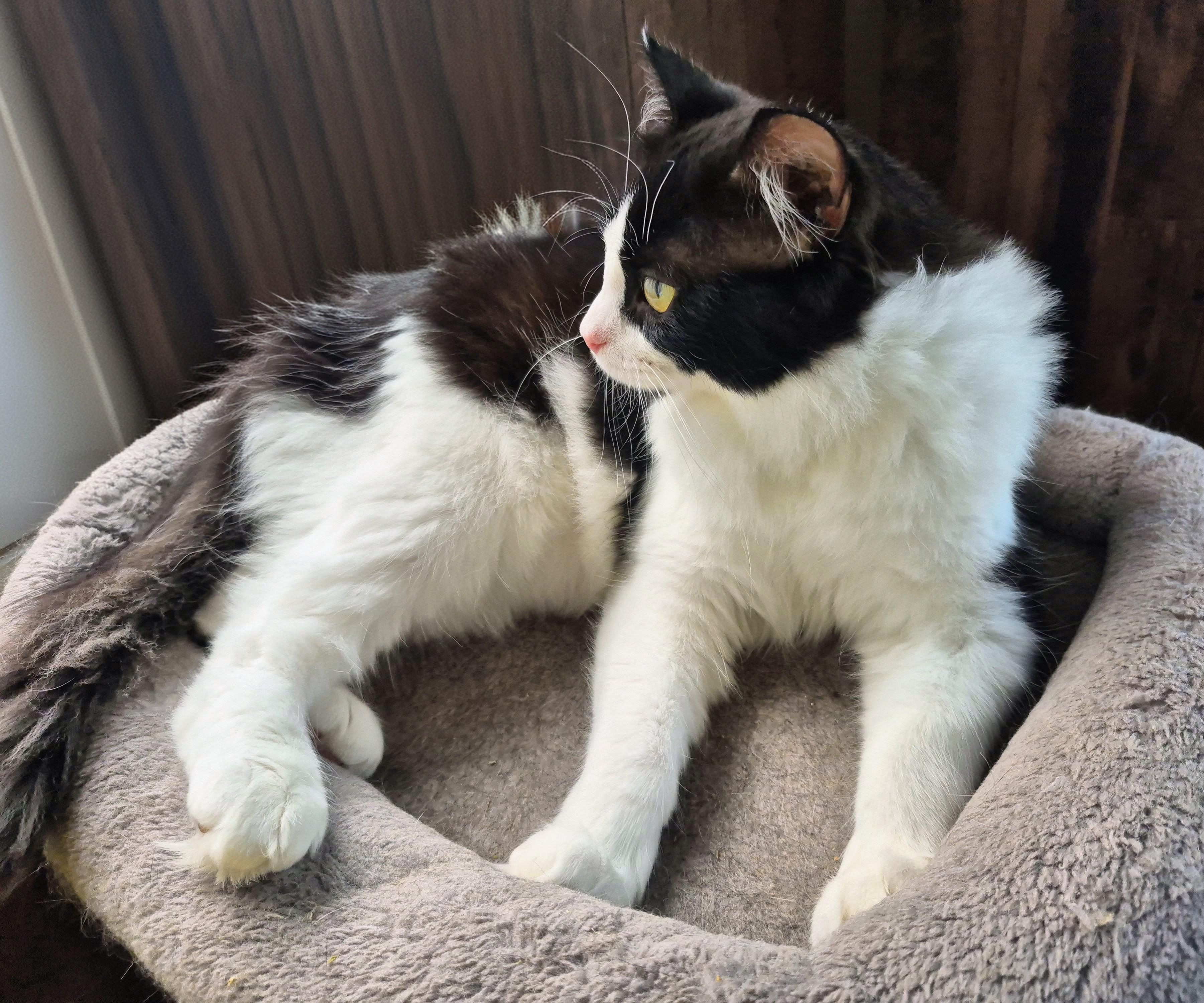 Sir Robin the Brave, a ADOPTABLE Domestic Medium Hair in Winnipeg, MB image 5/6