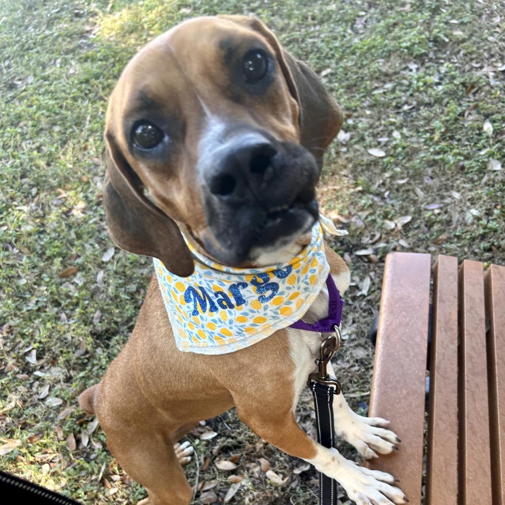 Enlarge Margo, a Adoptable Mixed Breed in Sarasota, FL image 1/6