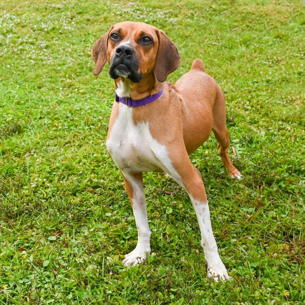 Enlarge Margo, a Adoptable Mixed Breed in Sarasota, FL image 2/6